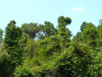 Elefantentrekking in Pang Nga Tonprai Wasserfall Naturpfad Dschungel  (TH).
